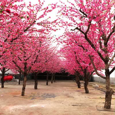 喬木類-桃花樹